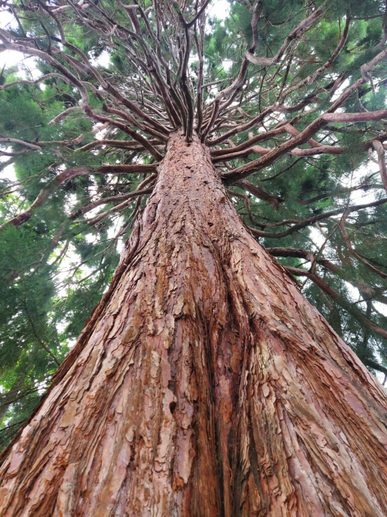 Sequoiabaum (Mammutbaum)
aus der Froschperspektive fotografiert von Omar Gomez, Charata Baumpflege
