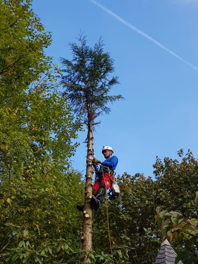 Baumfällung einer Thuja in Simmerath, für mehr Licht im Haus